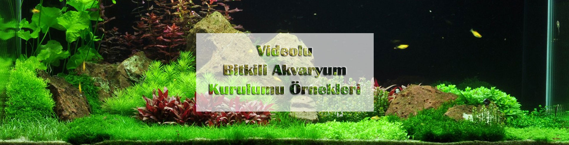 Videolu Bitkili Akvaryum Kurulum Örnekleri