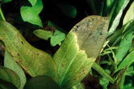 Akvaryum Bitkilerinde Beslenme Bozuklukları